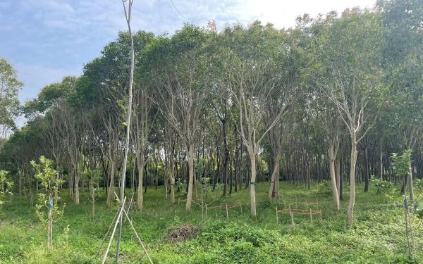 踏查林地定方案 养护指导促提升——城市人工林固碳增汇效能提升3.jpg 踏查林地定方案 养护指导促提升——城市人工林固碳增汇效能提升3.jpg