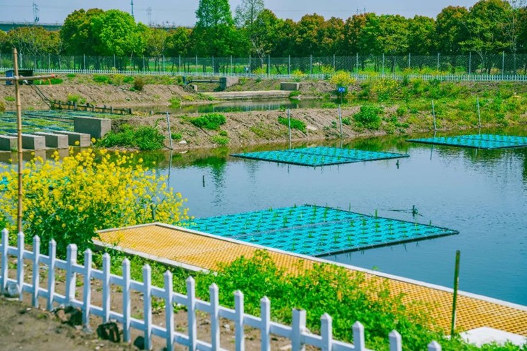 江南春景水一半，12处小流域绘青浦生态美域