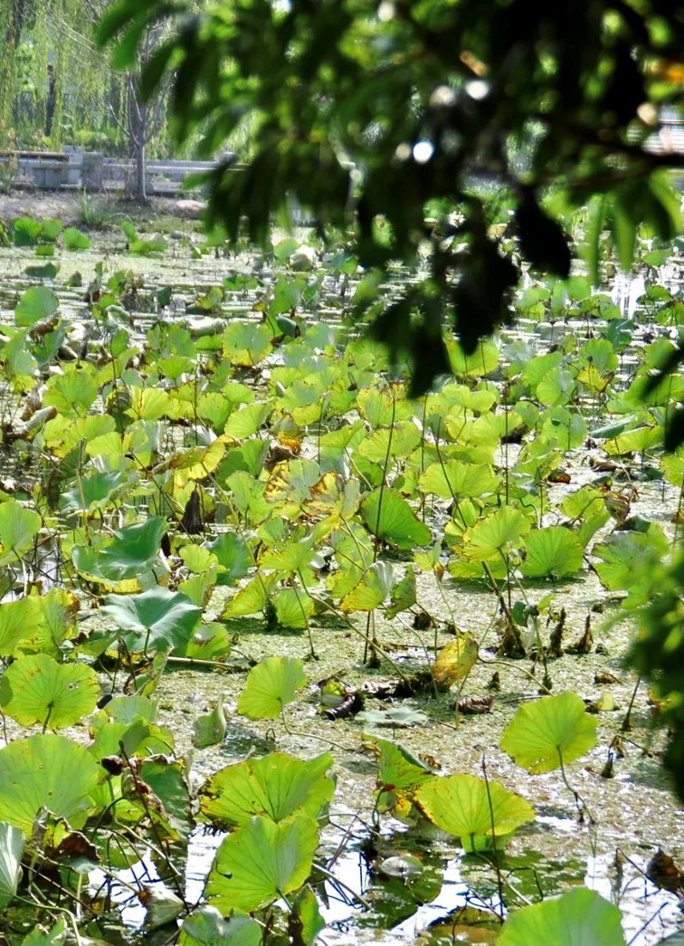 寒风乍起，秋意正浓，你想要的绝色秋光就藏在青浦！