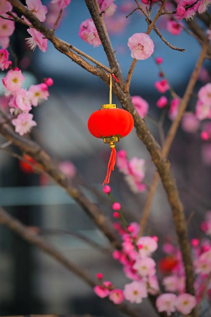江南梅花季丨“梅”美与共！住在青浦花影中，盼君缓缓归矣