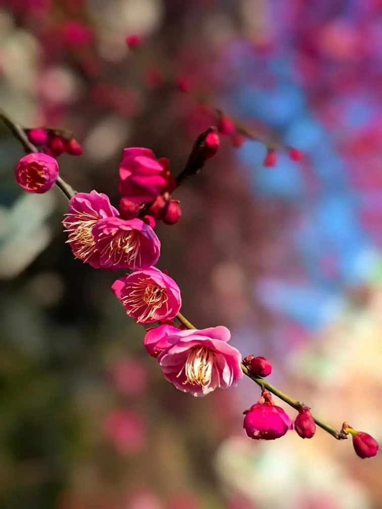 江南梅花季丨“梅”美与共！住在青浦花影中，盼君缓缓归矣