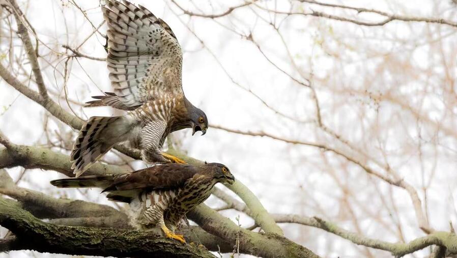 杨浦公园内的一对凤头鹰.jpeg 杨浦公园内的一对凤头鹰.jpeg