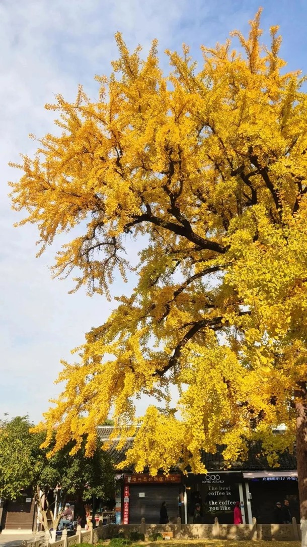 银杏落金,青浦迎来了年度“最闪亮”时刻! 银杏落金,青浦迎来了年度“最闪亮”时刻!