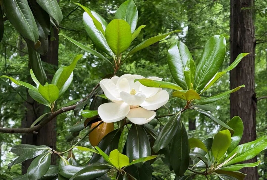 上海路边“树上开荷花” 广玉兰花开如荷又被称为荷花木兰 观赏期只剩一到两周