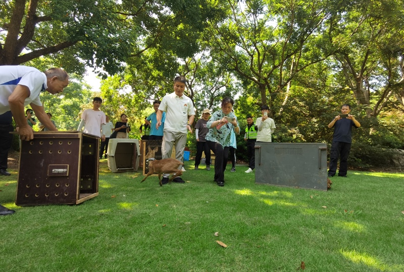 8头成年獐在上海滨江森林公园野放.jpeg 8头成年獐在上海滨江森林公园野放.jpeg