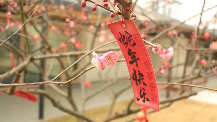 江南梅花季丨“梅”美与共！住在青浦花影中，盼君缓缓归矣