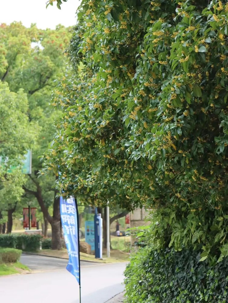 香满秋·一起游|人间十月,桂香满襟!青浦绝佳赏桂地,原来在这里! 香满秋·一起游|人间十月,桂香满襟!青浦绝佳赏桂地,原来在这里!
