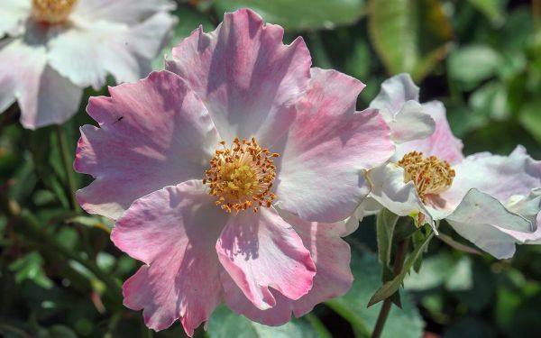 桃华影.jpg 桃华影.jpg