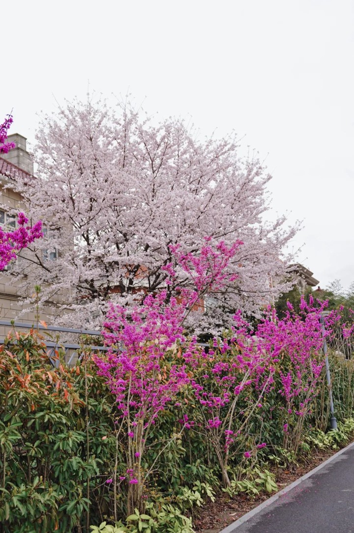 上班暂停一下!快来青浦看樱花雨 上班暂停一下!快来青浦看樱花雨