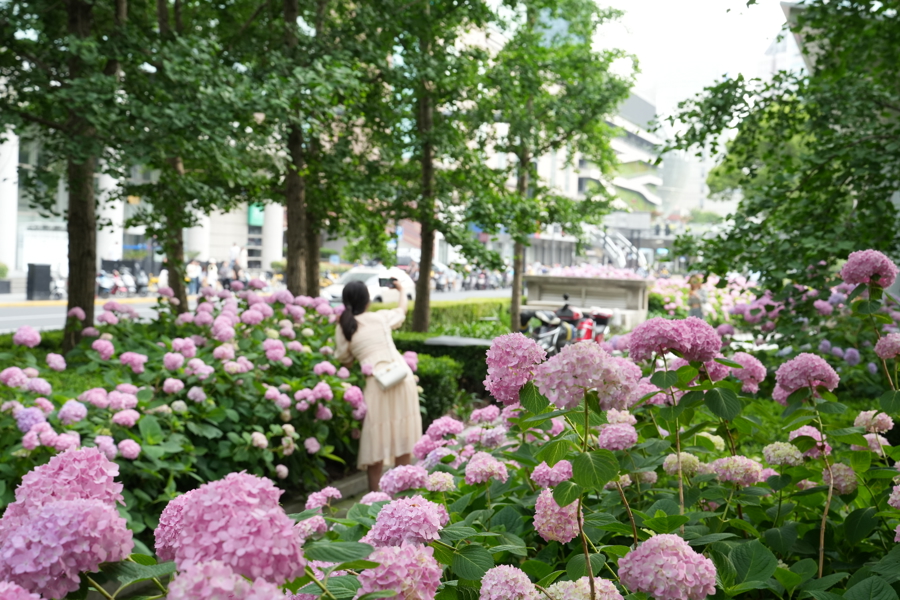 上海加紧研发与推广更适合本地水土的花卉品种 申城绣球花超长“待机”还会变色