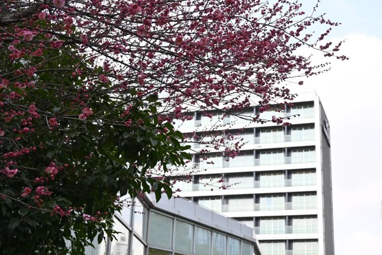 江南梅花季丨“梅”美与共！住在青浦花影中，盼君缓缓归矣