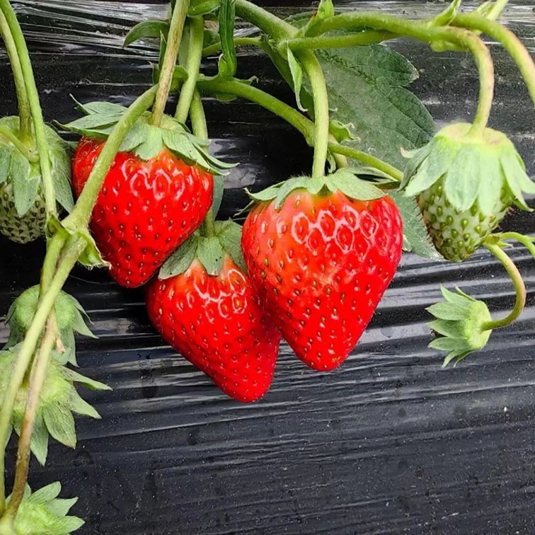 入选“国”字号!这几种青浦特色农产品,每一款都超赞~ 入选“国”字号!这几种青浦特色农产品,每一款都超赞~