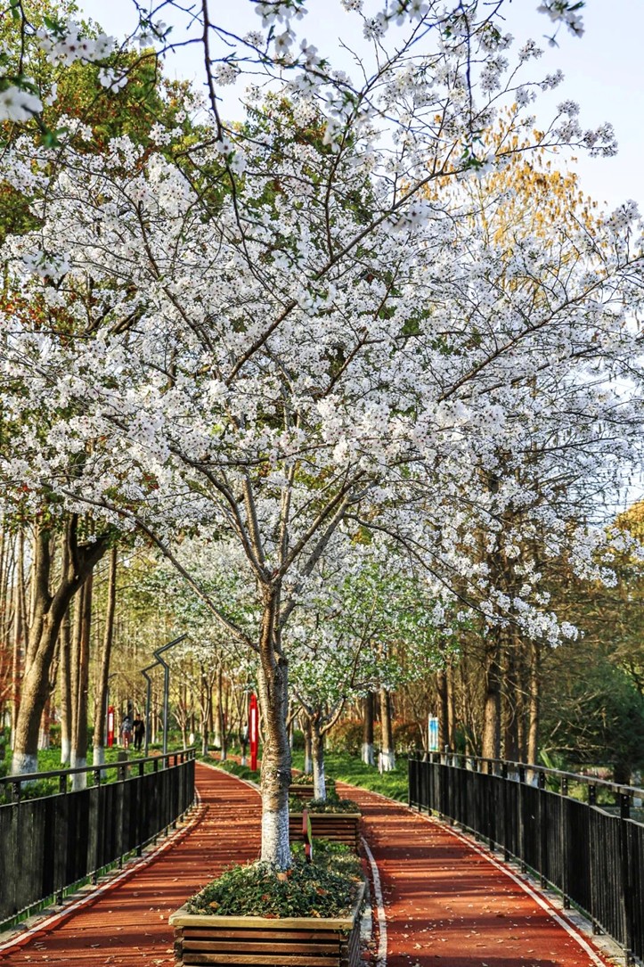 上班暂停一下!快来青浦看樱花雨 上班暂停一下!快来青浦看樱花雨
