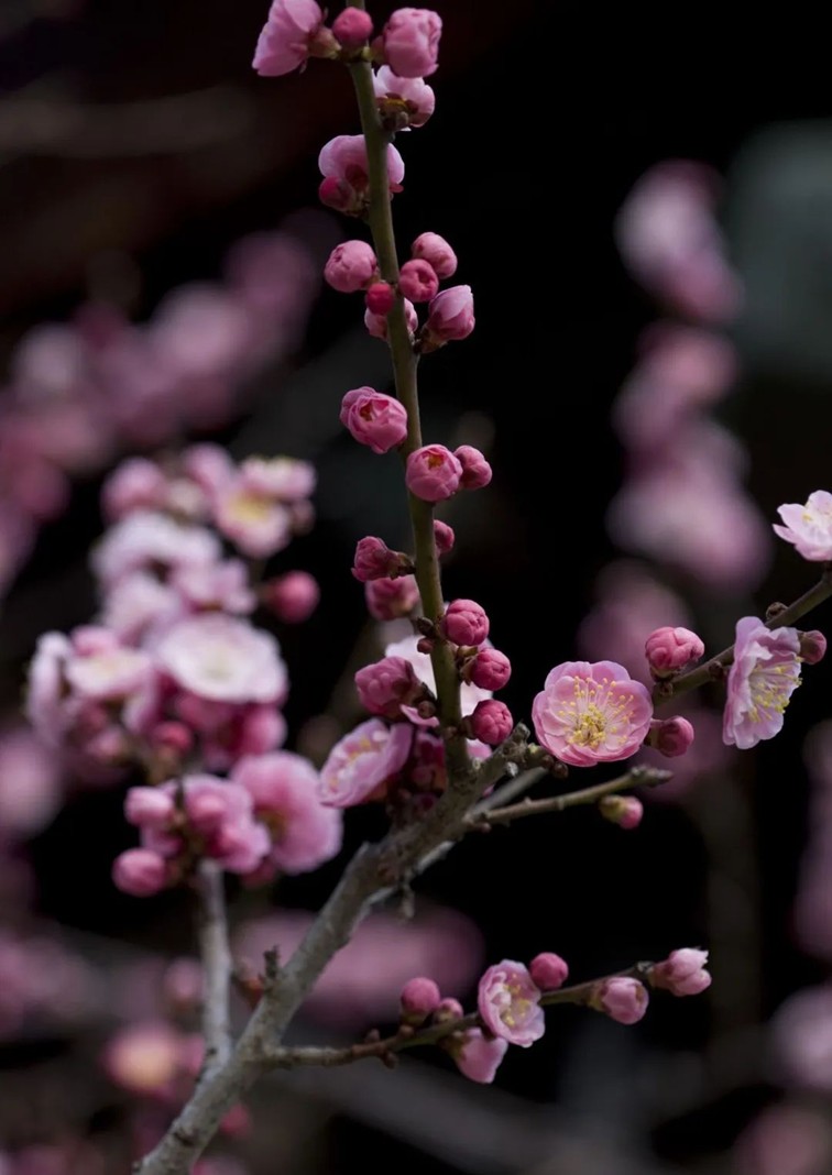 江南梅花季丨“梅”美与共！住在青浦花影中，盼君缓缓归矣