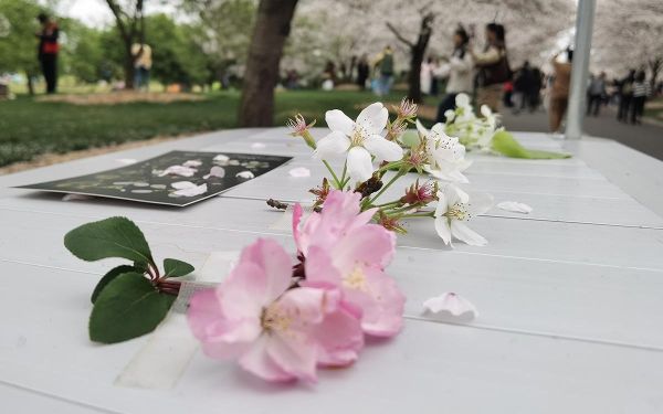 樱花定点科普讲解 (1).jpg 樱花定点科普讲解 (1).jpg