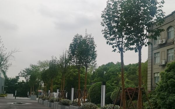 白玉兰1.jpg 白玉兰1.jpg