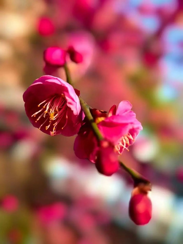 江南梅花季丨“梅”美与共！住在青浦花影中，盼君缓缓归矣