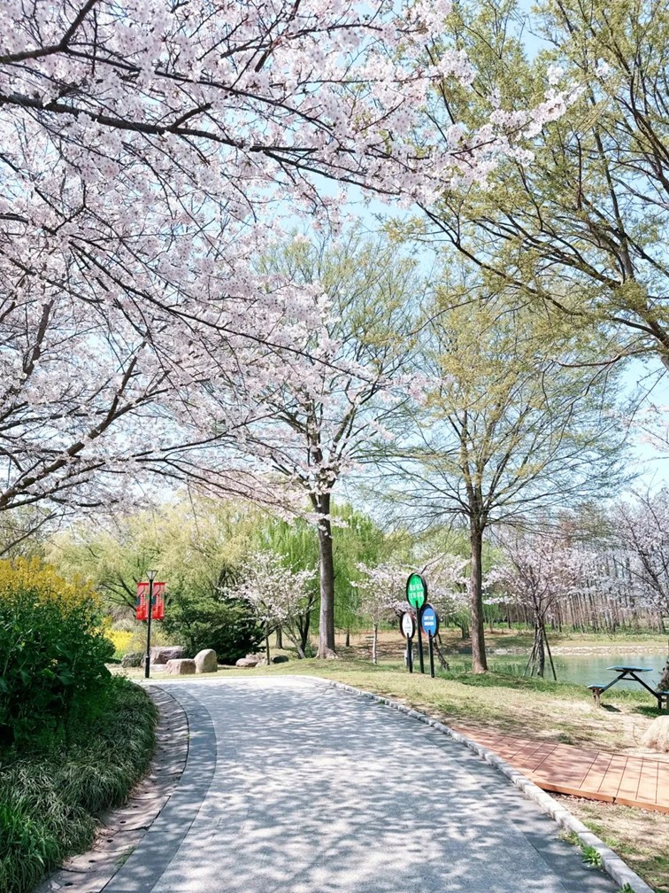 上班暂停一下!快来青浦看樱花雨 上班暂停一下!快来青浦看樱花雨