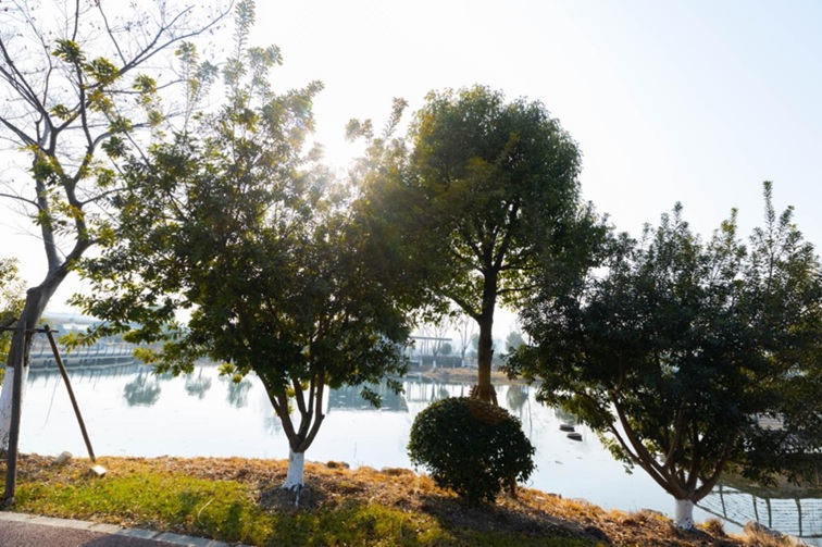 青浦河长:城中美湖,静谧安然 青浦河长:城中美湖,静谧安然