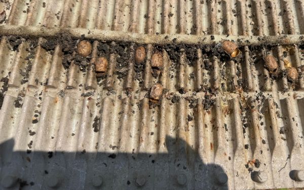 市林业部门开展绿色防控技术成效调查2.jpg