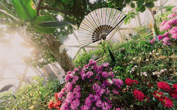 墨花韵扇 (1).jpg 墨花韵扇 (1).jpg