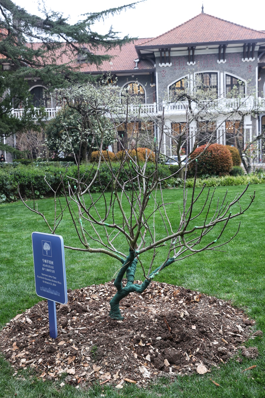 栽种在上海科学会堂草坪上的“牛顿苹果树”。.jpeg