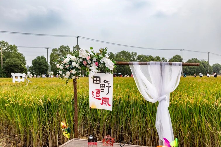 香满秋·一起游丨去青浦来场CountryWalk，遇见金秋盛景！