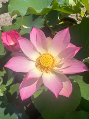 5 花(第3天).jpg 5 花(第3天).jpg