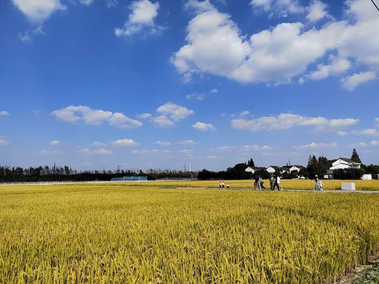 香满秋·一起游丨去青浦来场CountryWalk，遇见金秋盛景！