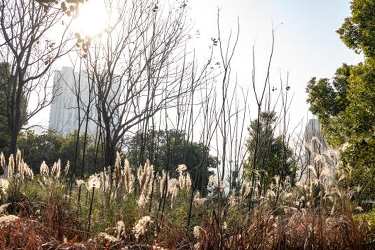 青浦河长:城中美湖,静谧安然 青浦河长:城中美湖,静谧安然