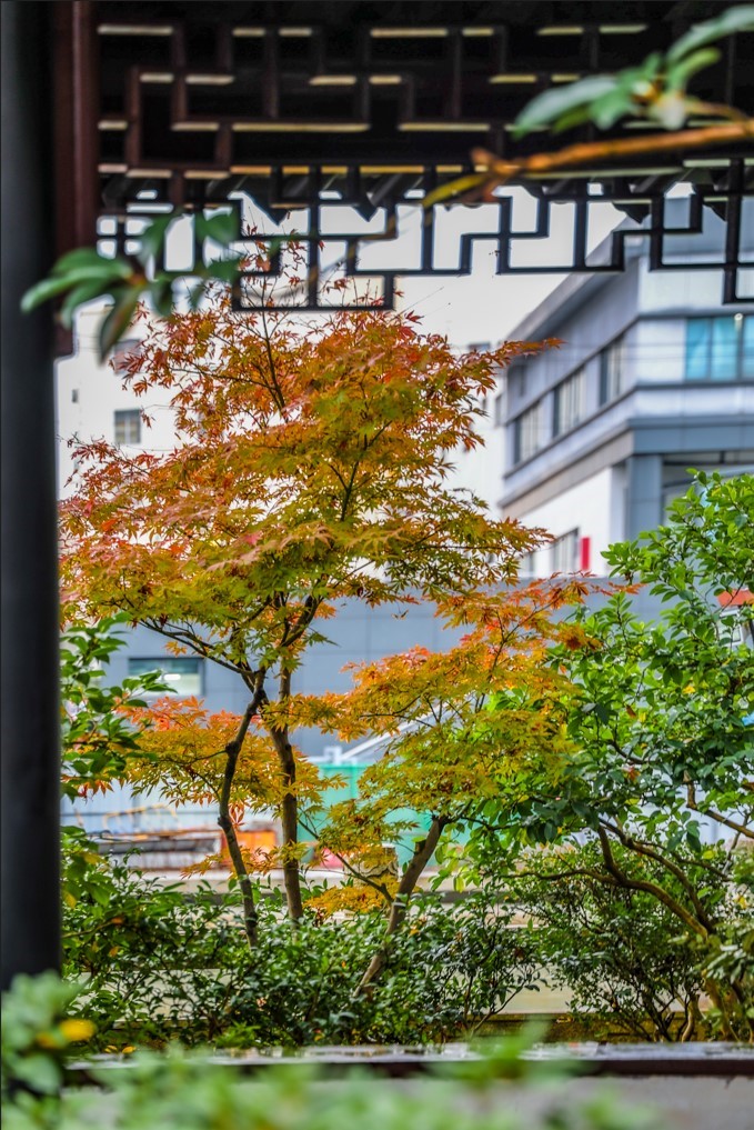 “宿主”您好，请领取主线任务：寻找青浦红叶地图！