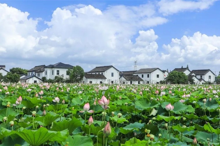 江南春景水一半，12处小流域绘青浦生态美域