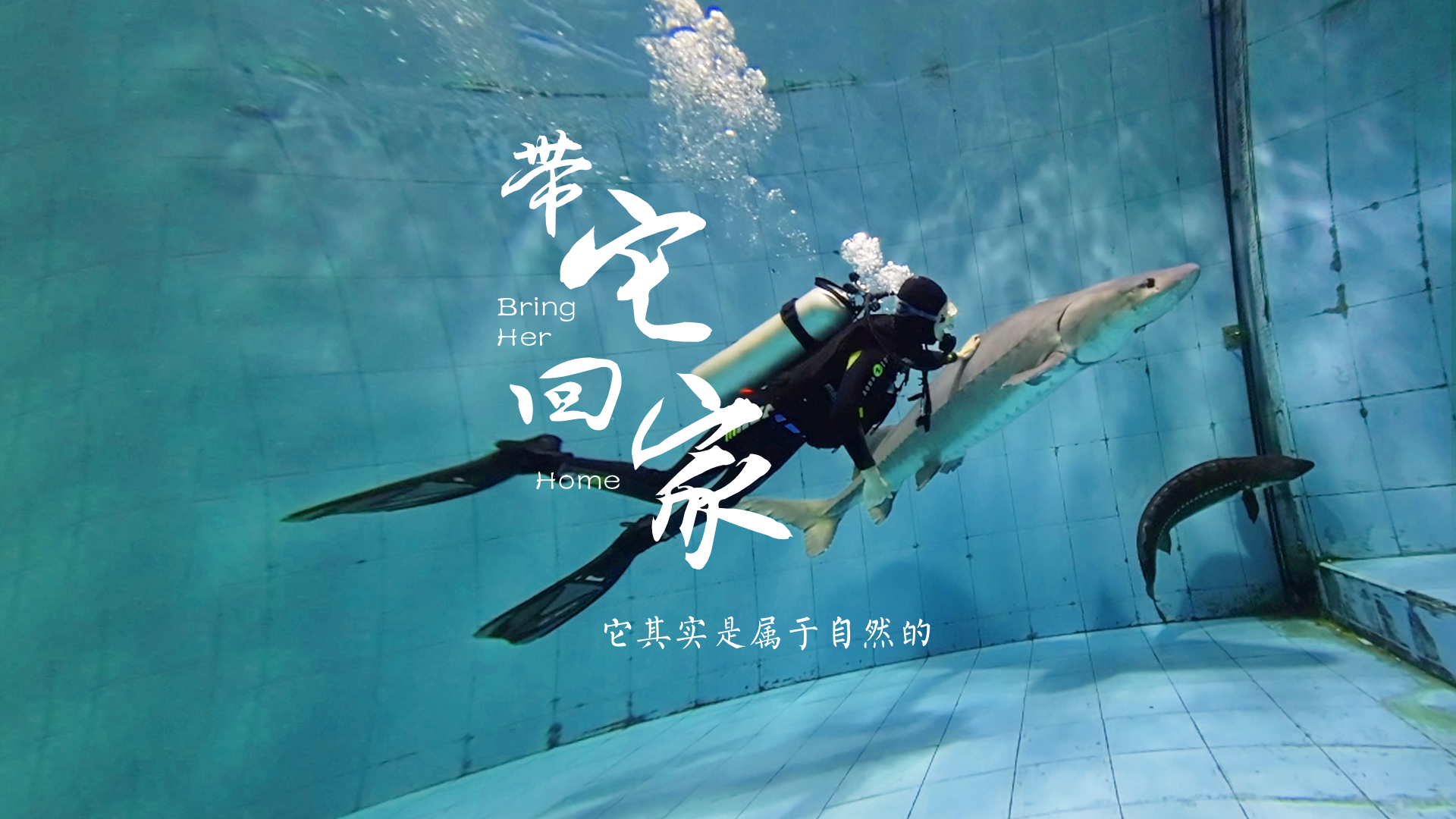 百姓话思想系列视频第一季第九集：《带它回家》